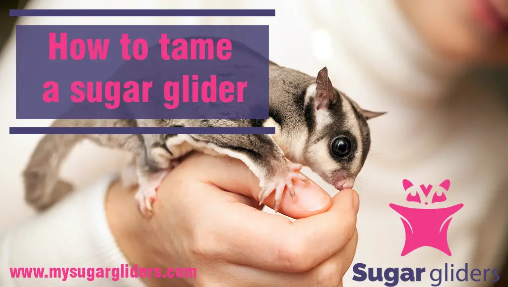 How to tame a sugar glider