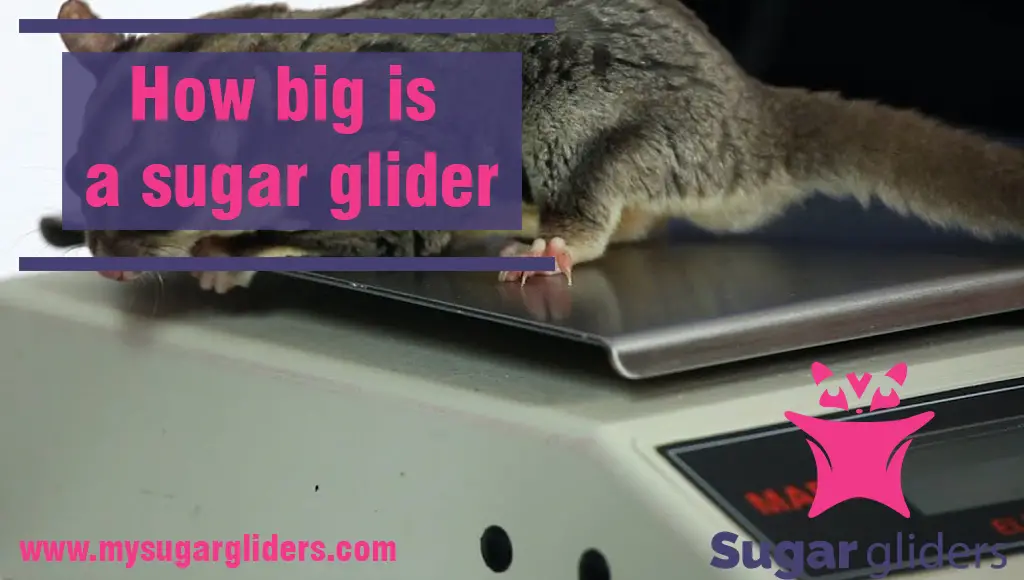 how big is a sugar glider
