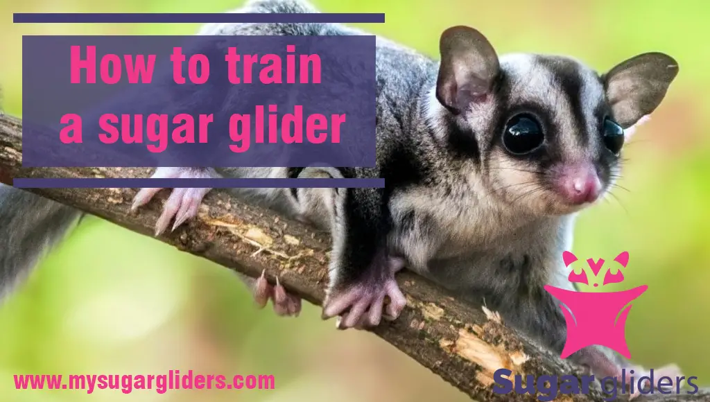 train a sugar glider