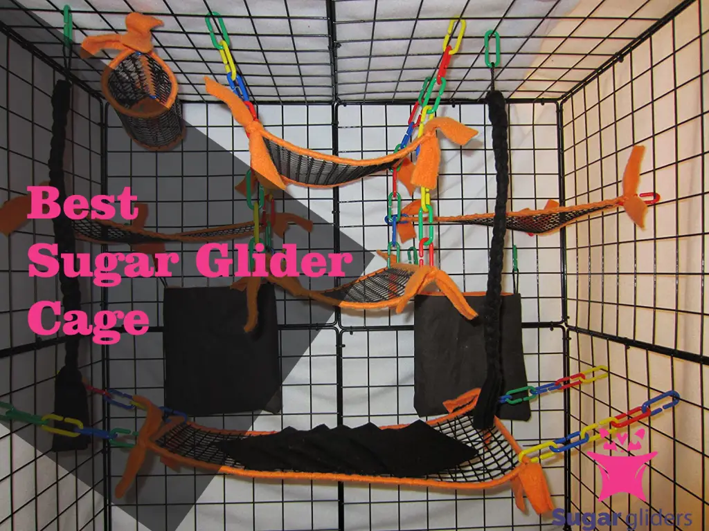 sugar glider cage