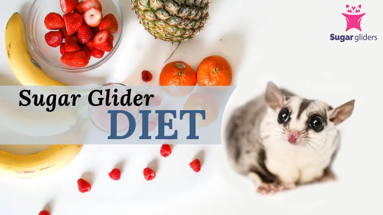 sugar glider diet